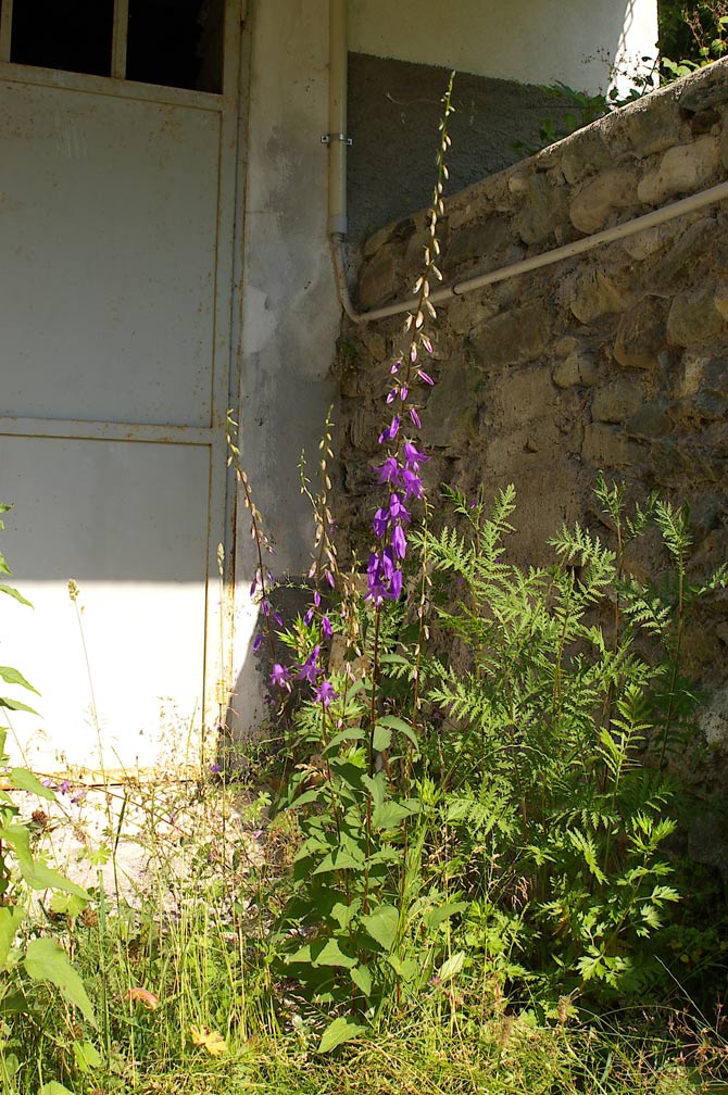 Campanula rapunculoides / Campanula serpeggiante